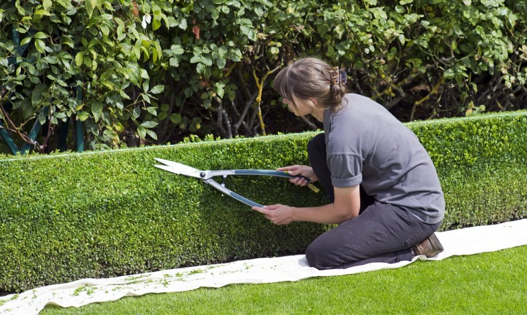 box-hedge-topiary-869073_1280
